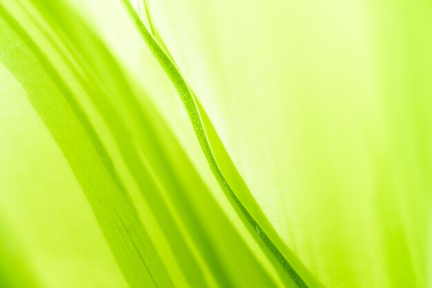 Gradient Nature view of green leaf on blurred greenery background in garden with copy space using as background natural green plants landscape ecology fresh wallpaper