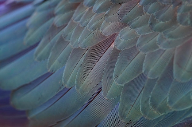 Gradient purple blue of macaw feather