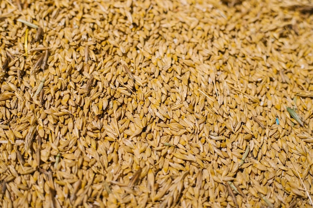 Grain closeup Harvest in agriculture Barley rye or wheat Background of cereals Grain texture Bright sunlight