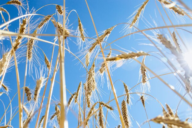 Grain crops on field against blue sky View below of grains crop on field Harvest wheat barley rye