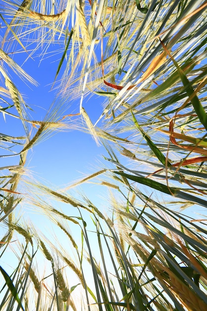 grain harvest background crisis farming