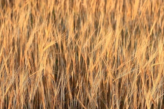 grain harvest background crisis farming