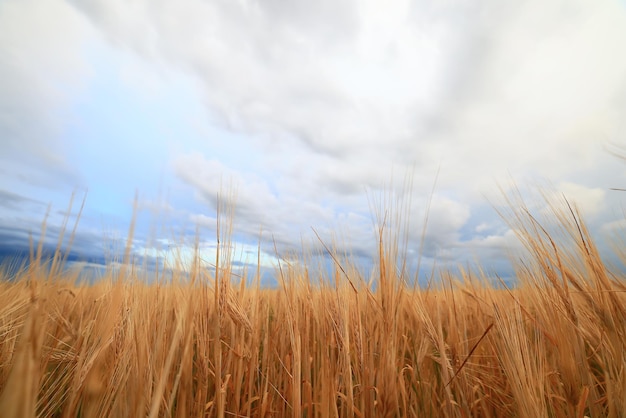 grain harvest background crisis farming