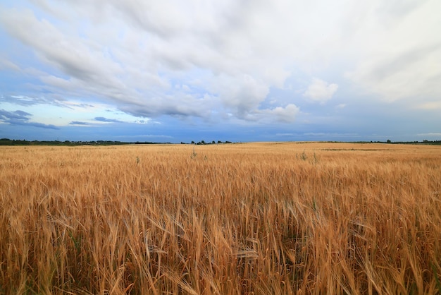 grain harvest background crisis farming