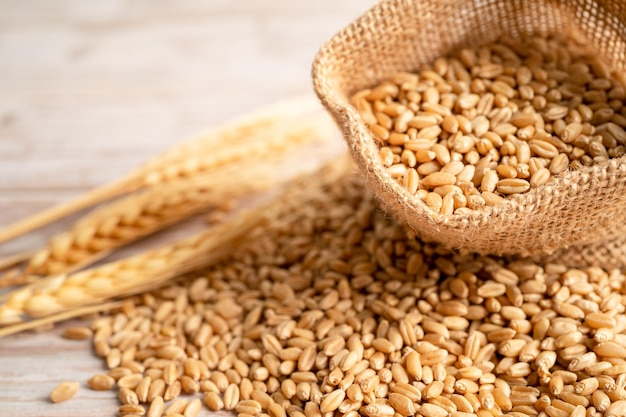 Grains and wheat ears from organic agriculture farm