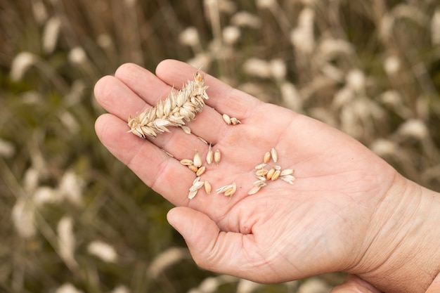 Grains of wheat o old mans hand