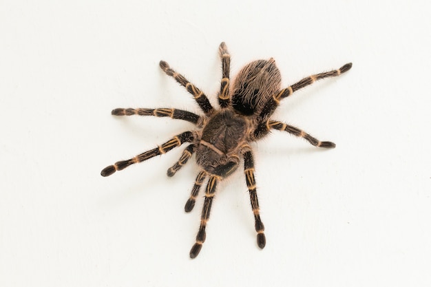 Grammostola pulchripes (golden knee Tarantura) on white surface.