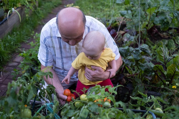 Grandfather and baby girl checking tomato on family farm