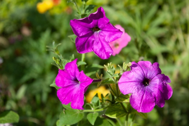 Photo grandiflora hedgiflora multiflora milliflora seaside petunia wild petunia midget petunia