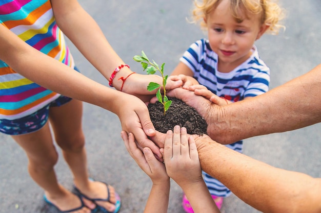 Grandmother and child hold a tree sprout in their hands Selective focus