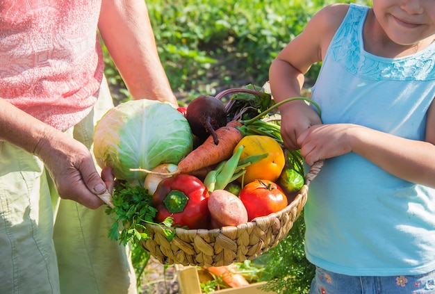 Grandmother and granddaughter in the garden gather the harvest. Selective focus.