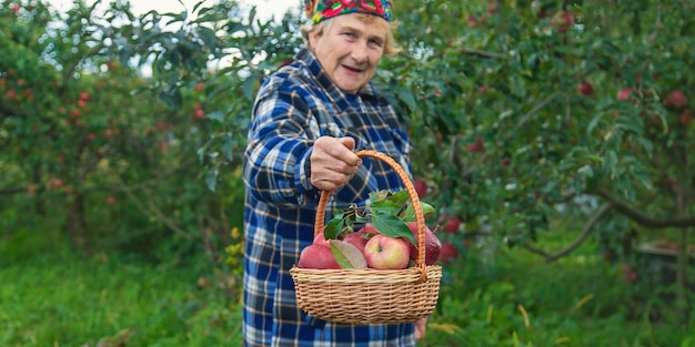 Grandmother harvests apples in the garden Selective focus