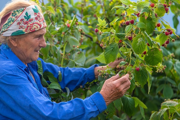 Grandmother harvests raspberries in the garden Selective focus