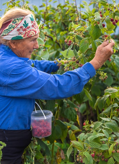 Grandmother harvests raspberries in the garden Selective focus