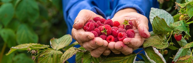 Grandmother harvests raspberries in the garden Selective focus