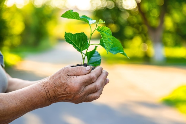 Grandmother is planting a tree in the garden Selective focus