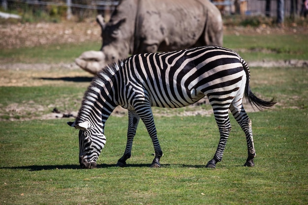 Grant's zebra Mammal and mammals Land world and fauna Wildlife and zoology