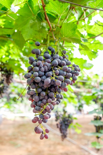 Grape bunch fruit in vineyard