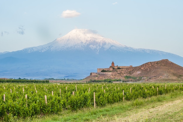 Grape field in ararat valley view of khor virap and mount ararat exploring armenia