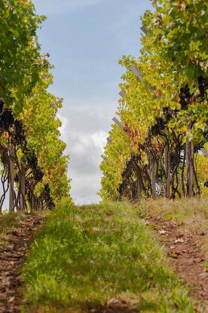 Grape harvest and production in the Santa Catarina mountain range Brazil Place of production of high altitude grapes cabernet merlot sauvignon carmenere among others