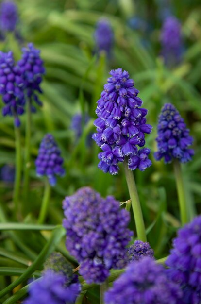 Grape hyacinth Blue spring muscari in spring garden Beautiful bokeh background outdoors closeup