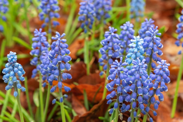 Grape Hyacinth Muscari armeniacum flower