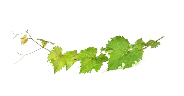 Grape leaf isolated on white background