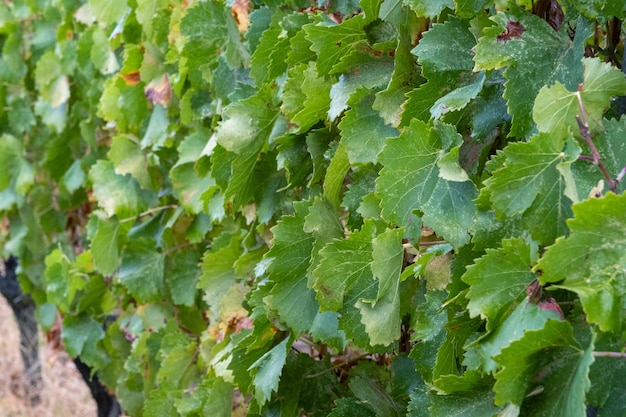 Grape leaf in vineyard