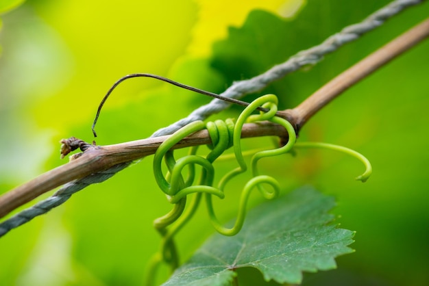 Grape leaves in home garden