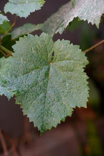 Grape leaves in home garden