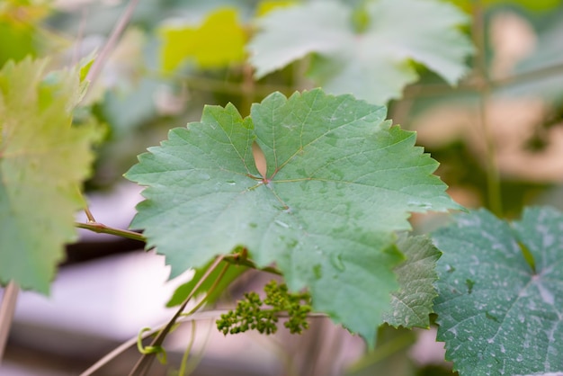 Grape leaves in home garden