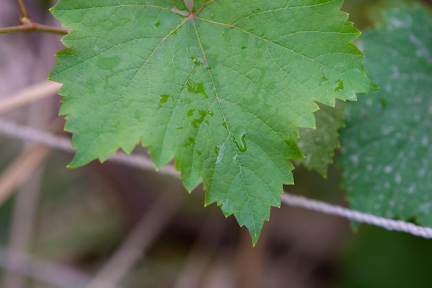 Grape leaves in home garden