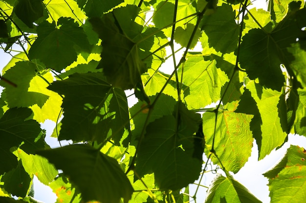 Grape leaves outdoors. Wine making.