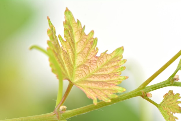 Grape leaves