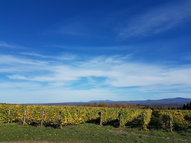 grape plantation to produce win