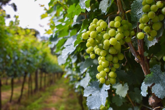 grape plantation with bunches of fruits