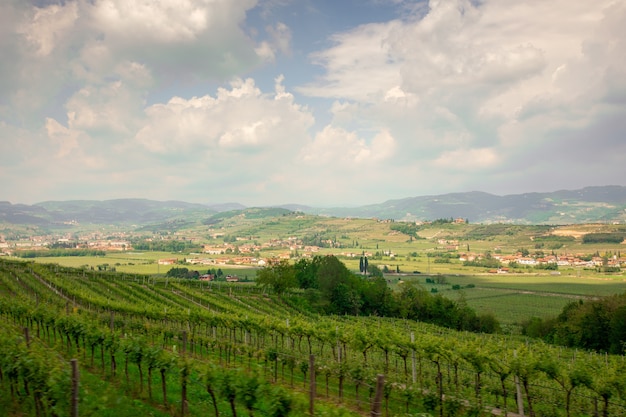 Grape plantations in an Italian winery.