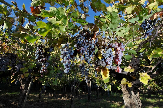 Grape planting