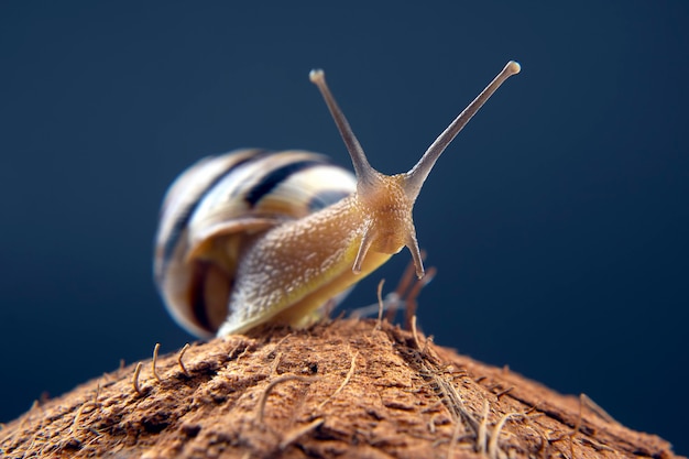 grape snail on a coconut on a dark.