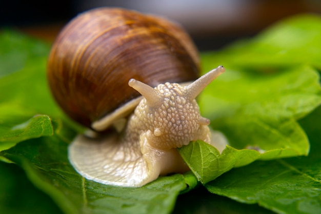 grape snail eats green leaves. mollusc and invertebrate