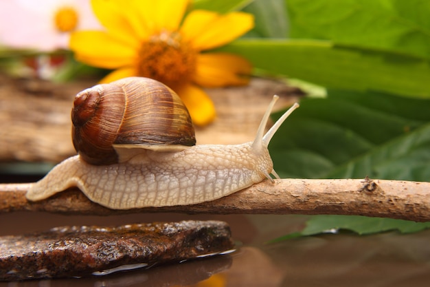 Grape snail is actively crawling in nature. mollusc and invertebrate.