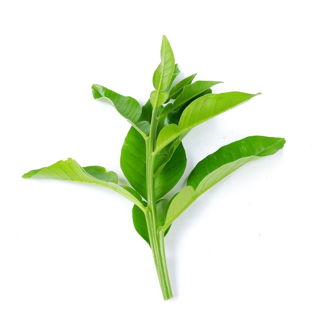 Grapefruit leaf isolated on a white background