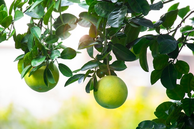 Grapefruit tree grapefruit firm plump