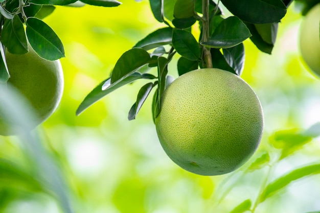 Grapefruit tree grapefruit firm plump