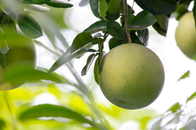 Grapefruit tree grapefruit firm plump