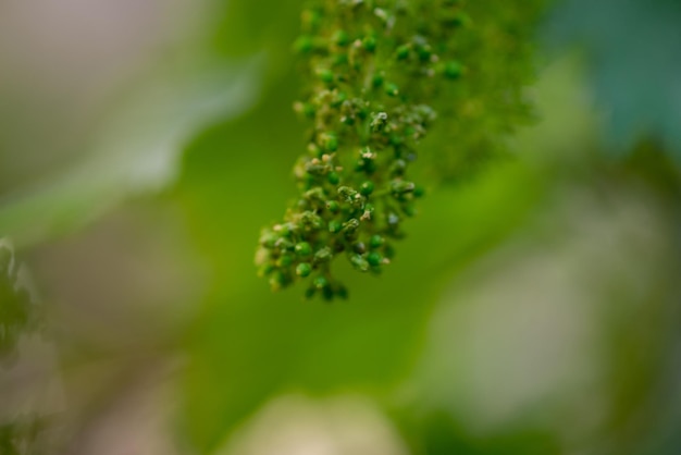 The grapes are flowering in home garden