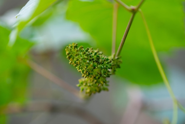 The grapes are flowering in home garden