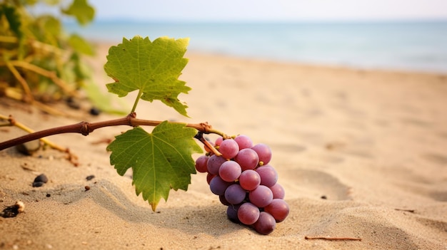 Grapes On Beach Verdadism Natureinspired Imagery With Zeiss Milvus 25mm F14 Ze