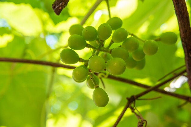 Grapes, beautiful still green grapes surrounded by vine leaves. selective focus.