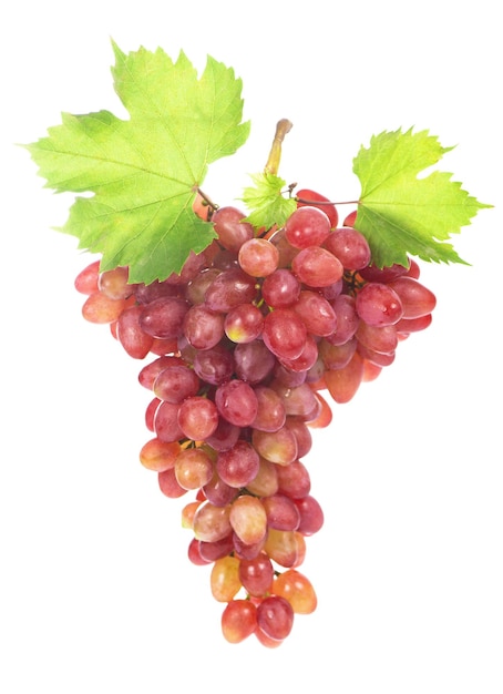 Grapes bunch isolated on the white background